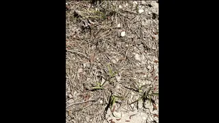 Spot The Frog In Under 10 Seconds | Optical Illusion